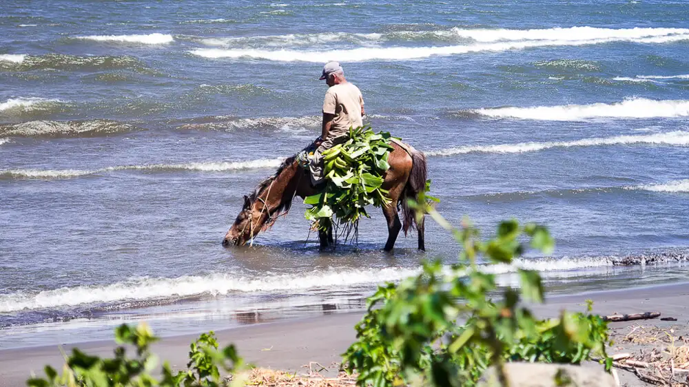 Isla Ometepe: horse in Lago Nicaragua