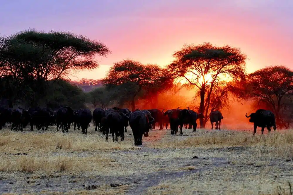 Parque Nacional de Trangire al atardecer