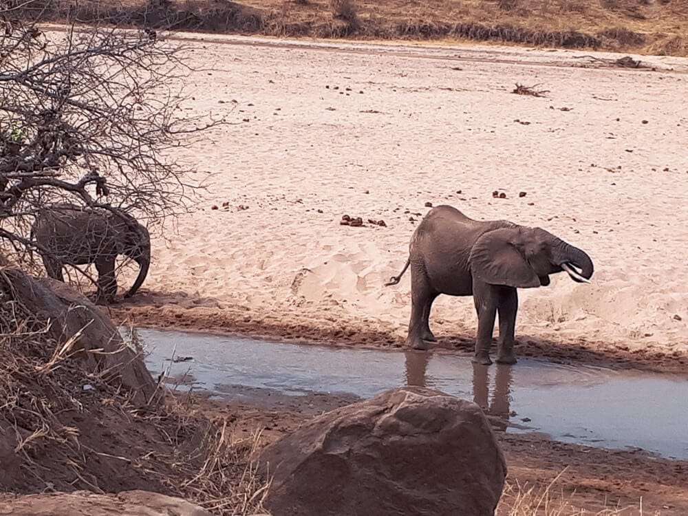 Elefante en el Parque Nacional de Tarangire, Tanzania