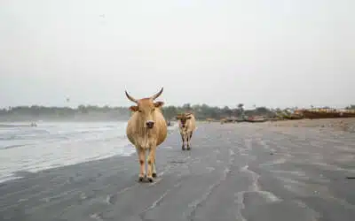 Gambia’s South | Gambia’s best beaches