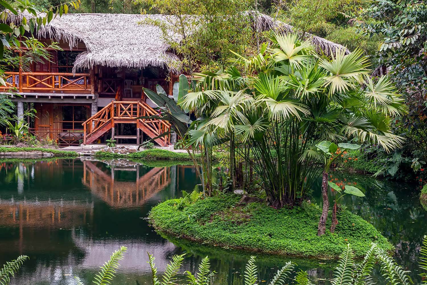 Ecuador rainforest 1