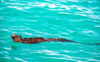 Galapagos island – an alternate universe