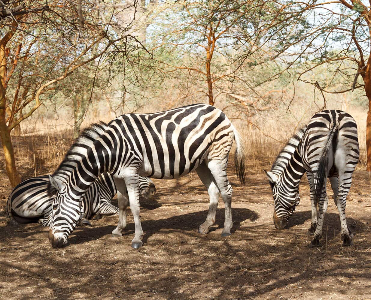 safari senegal 1