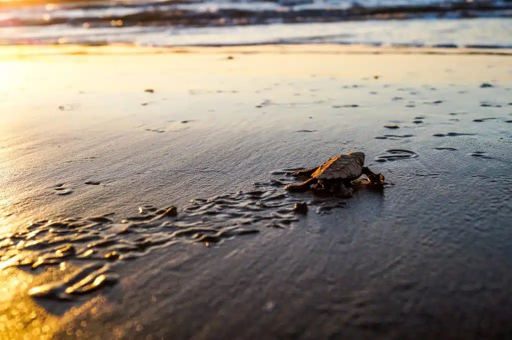 Turtles in Leon, Nicaragua