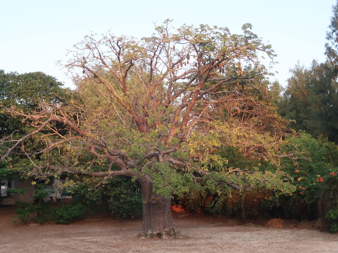 Casamance 31