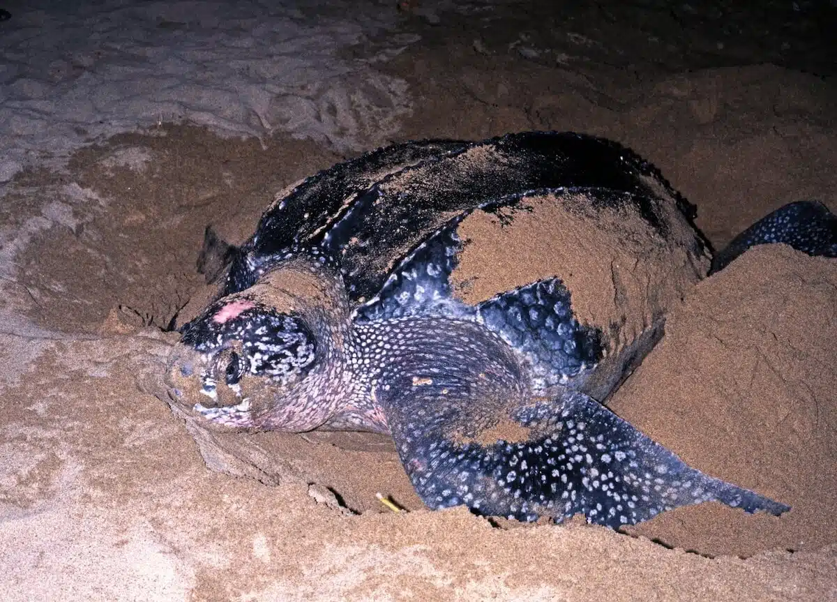 Lederschildkröten am Grand Anse Strand in ST. Lucia
