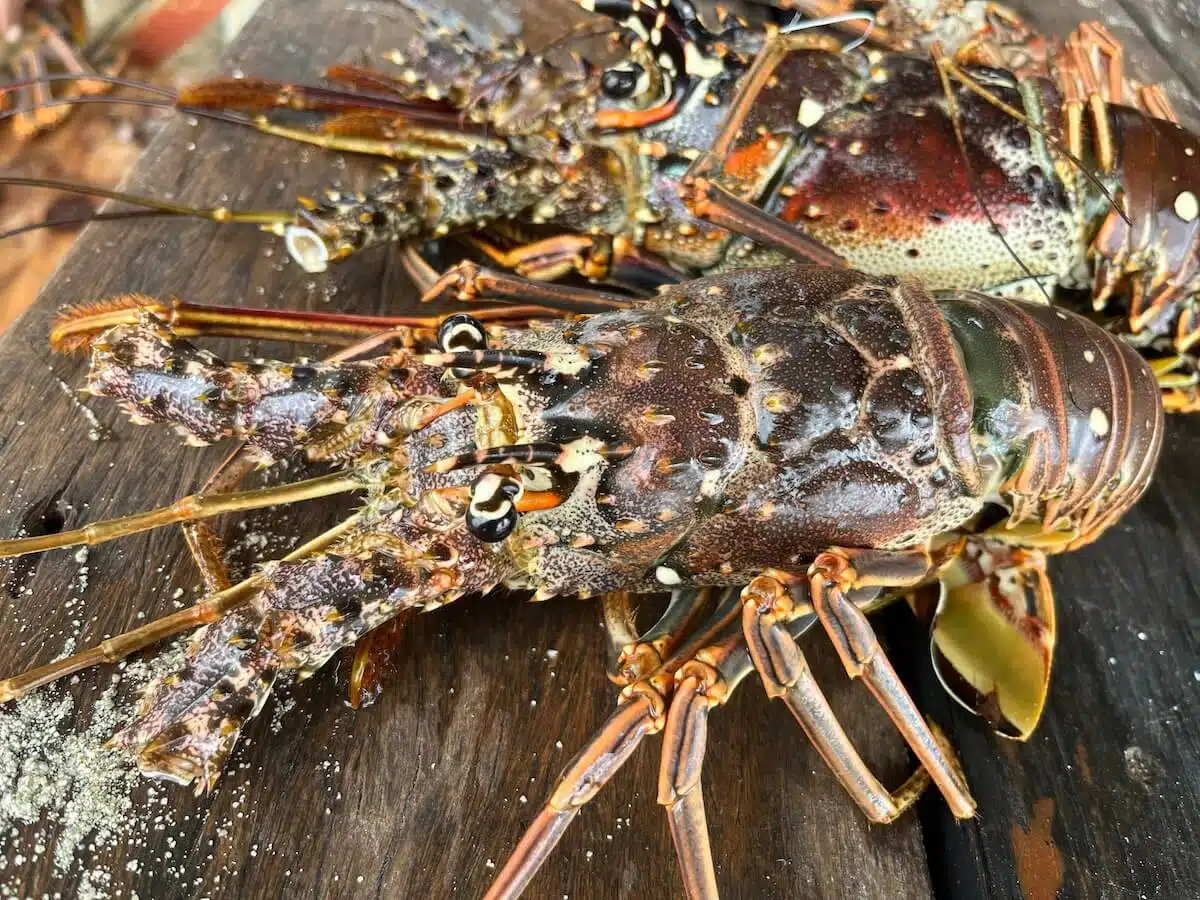 langosta fresca en Belice