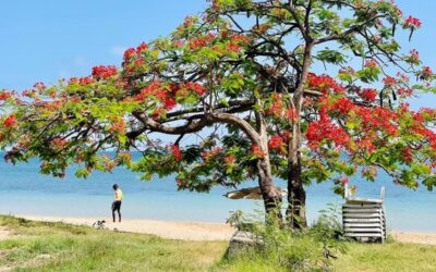 What to do in St. Lucia’s North