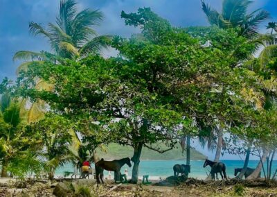 beach in st lucia: viex fort